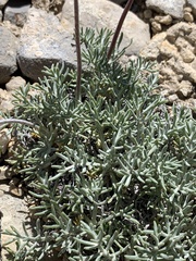 Hymenopappus filifolius idahoensis