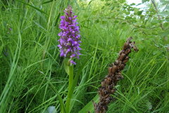 Dactylorhiza incarnata