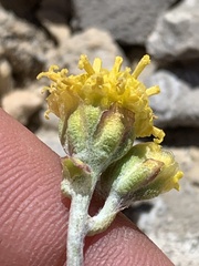 Hymenopappus filifolius idahoensis