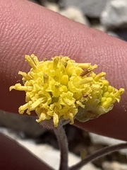 Hymenopappus filifolius idahoensis