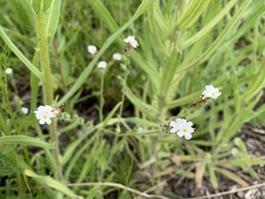 Plagiobothrys figuratus