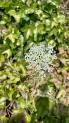 Daucus carota
