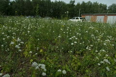 Dactylorhiza incarnata