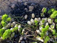 Pollicipes polymerus