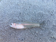 Anchoa mitchilli