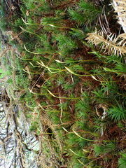Polytrichum pallidisetum
