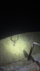 Macrobrachium carcinus