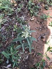 Asclepias emoryi