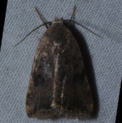 Micrathetis