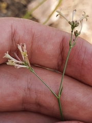Asperula aristata