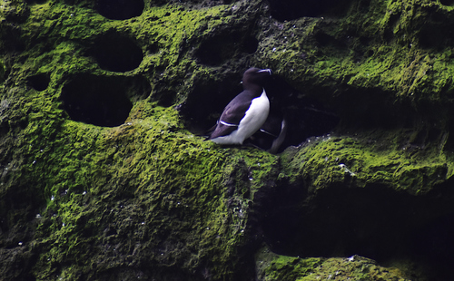 Common Razorbill