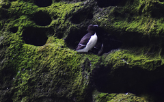 Common Razorbill