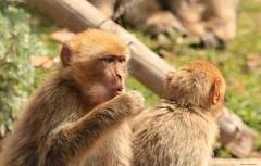 Macaca sylvanus