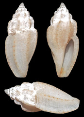 Eucithara