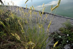 Agropyron cristatum