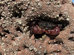 Pachygrapsus crassipes
