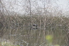 Trachemys venusta venusta