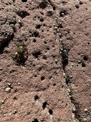 Pachygrapsus crassipes