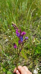 Oxytropis knjazevii