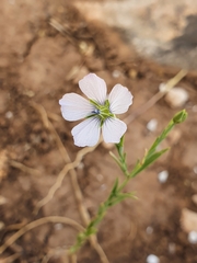 Linum bienne image