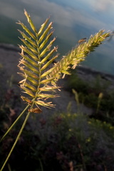 Agropyron cristatum