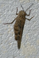 Spharagemon cristatum