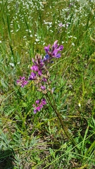 Oxytropis knjazevii