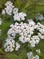 Achillea millefolium