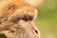 Macaca sylvanus