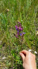 Oxytropis knjazevii