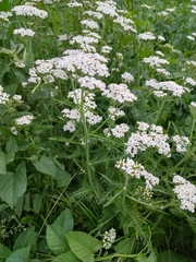 Achillea millefolium