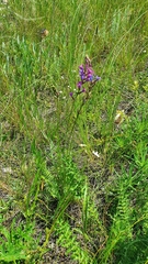 Oxytropis knjazevii