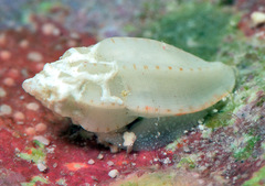 Eucithara