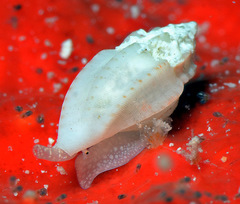 Eucithara