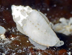 Eucithara