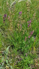 Oxytropis knjazevii