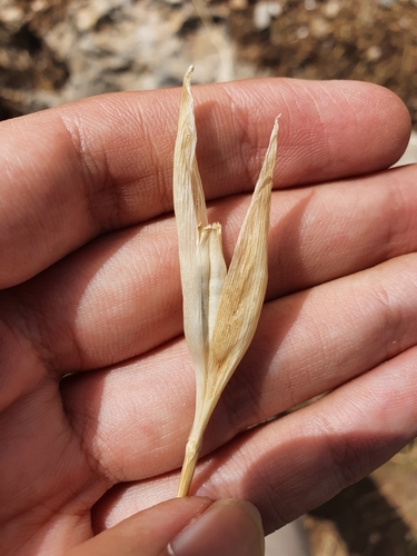 Image of Iris juncea by (c) Mehdi Chetibi, some rights reserved (CC BY)