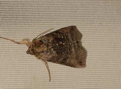 Abrostola tripartita