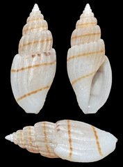 Eucithara
