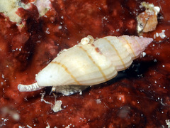 Eucithara
