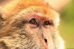 Macaca sylvanus