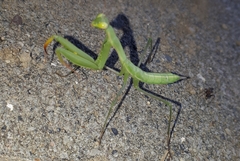Mantis religiosa