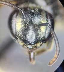 Andrena tetonorum
