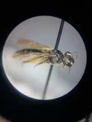 Andrena tetonorum