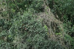 Protorhus longifolia