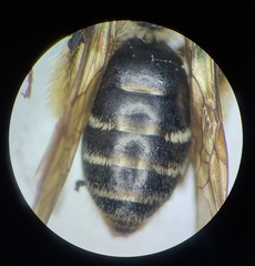 Andrena tetonorum