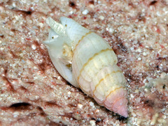 Eucithara