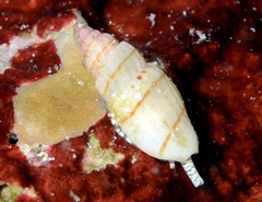 Eucithara