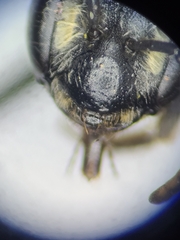 Andrena tetonorum