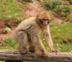Macaca sylvanus